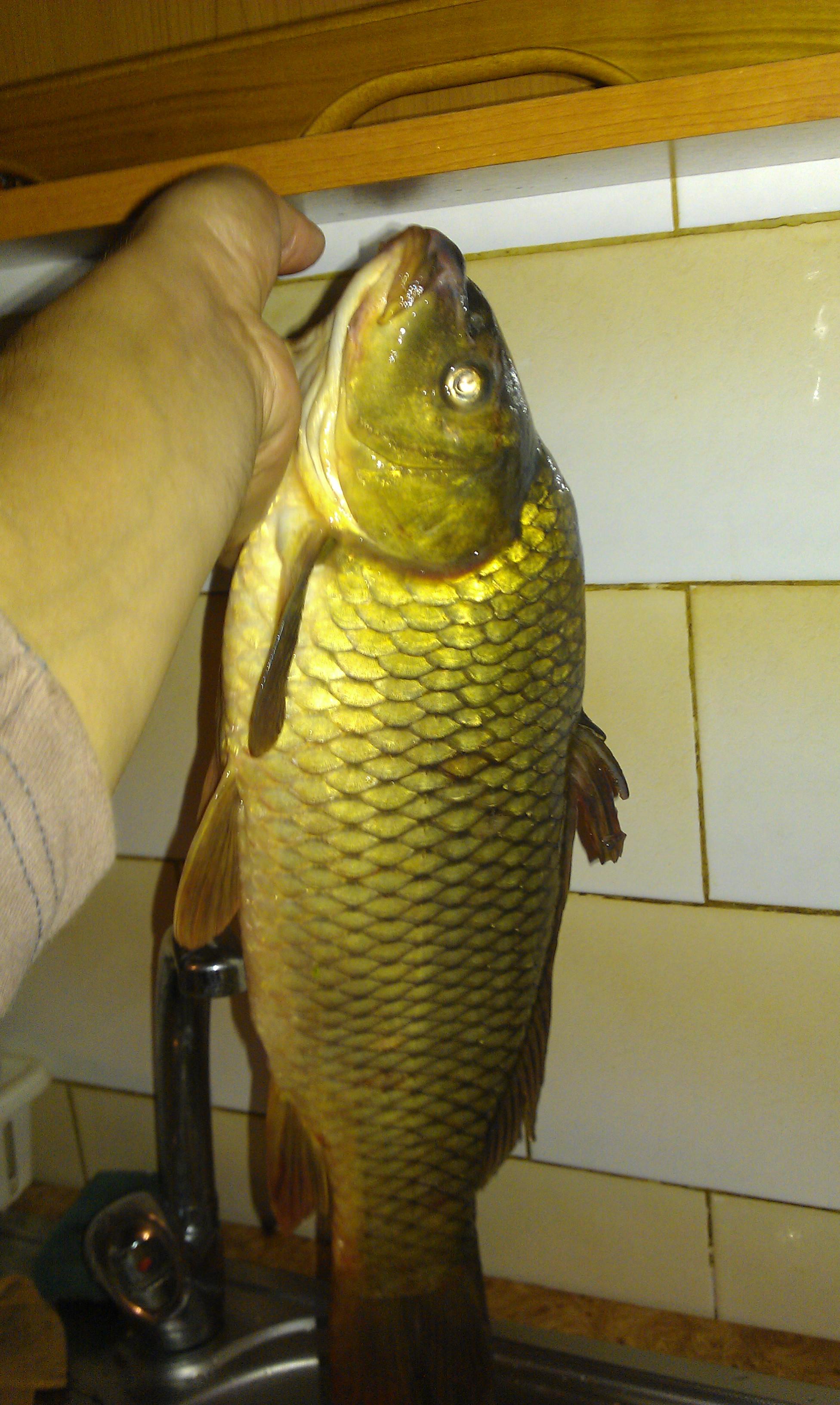 pescut la crap - imag0069.jpg